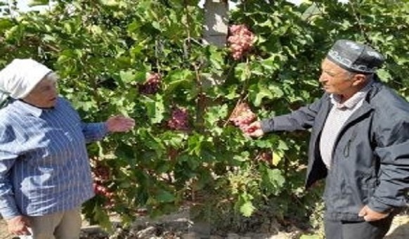 Project scientist on the left talks with farmer vine grower. Photo credit: Bioversity Uzbekistan
